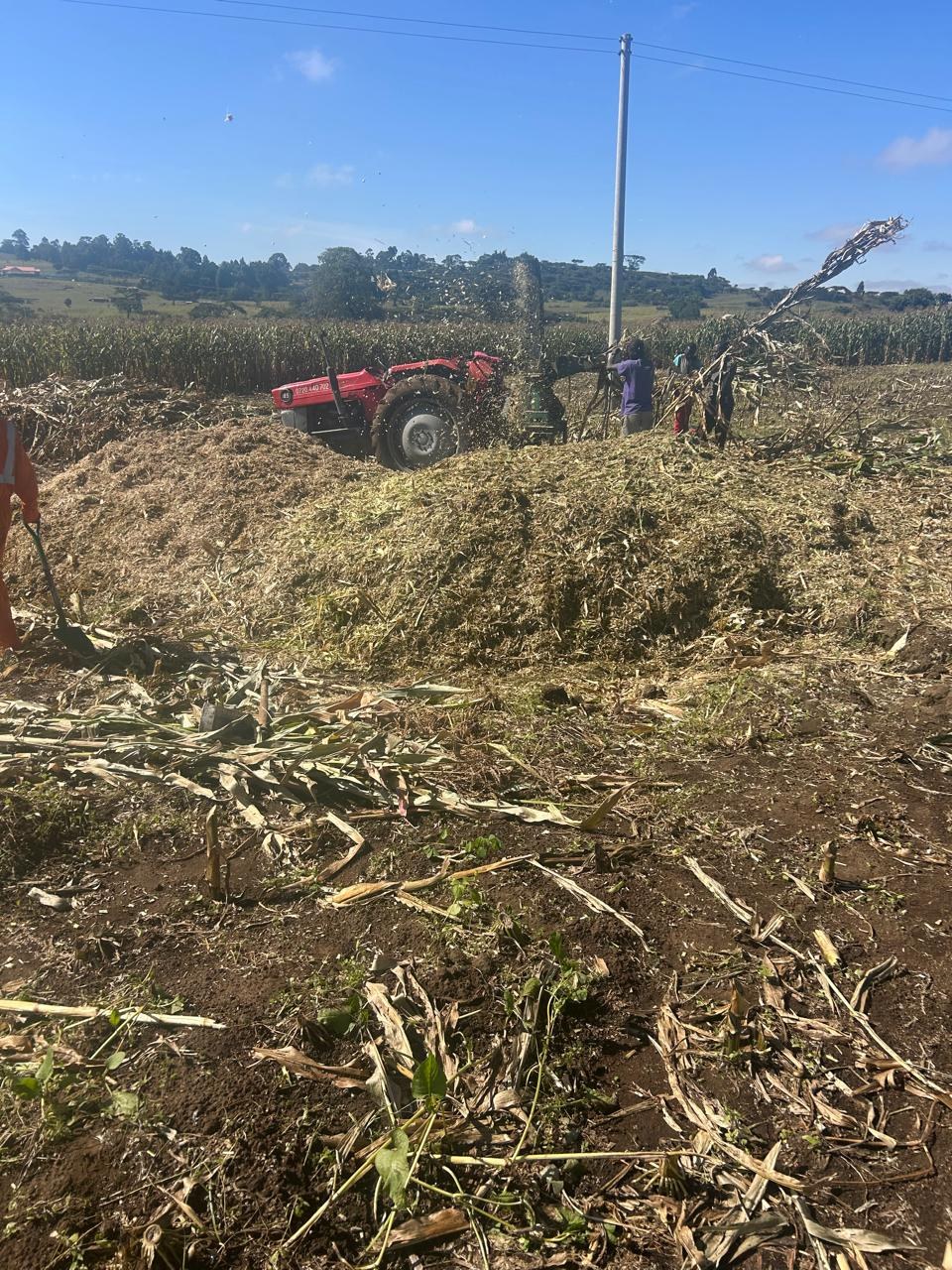 A tractor-powered chopper cutting maize into a pile of chopped silage material in the field