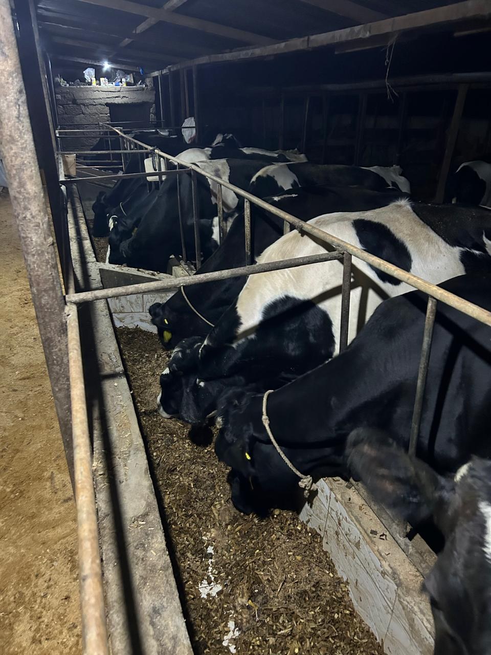 Victor's dairy herd feeding from mangers inside the covered shed at his Kinoo farm