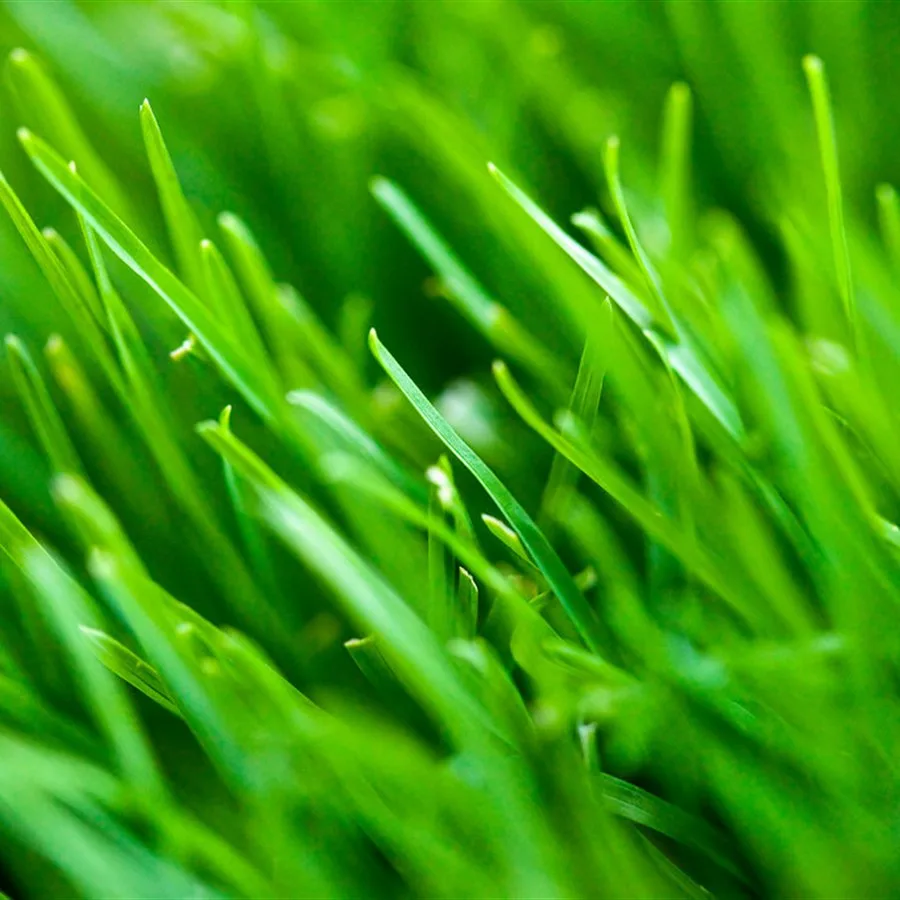 Grass