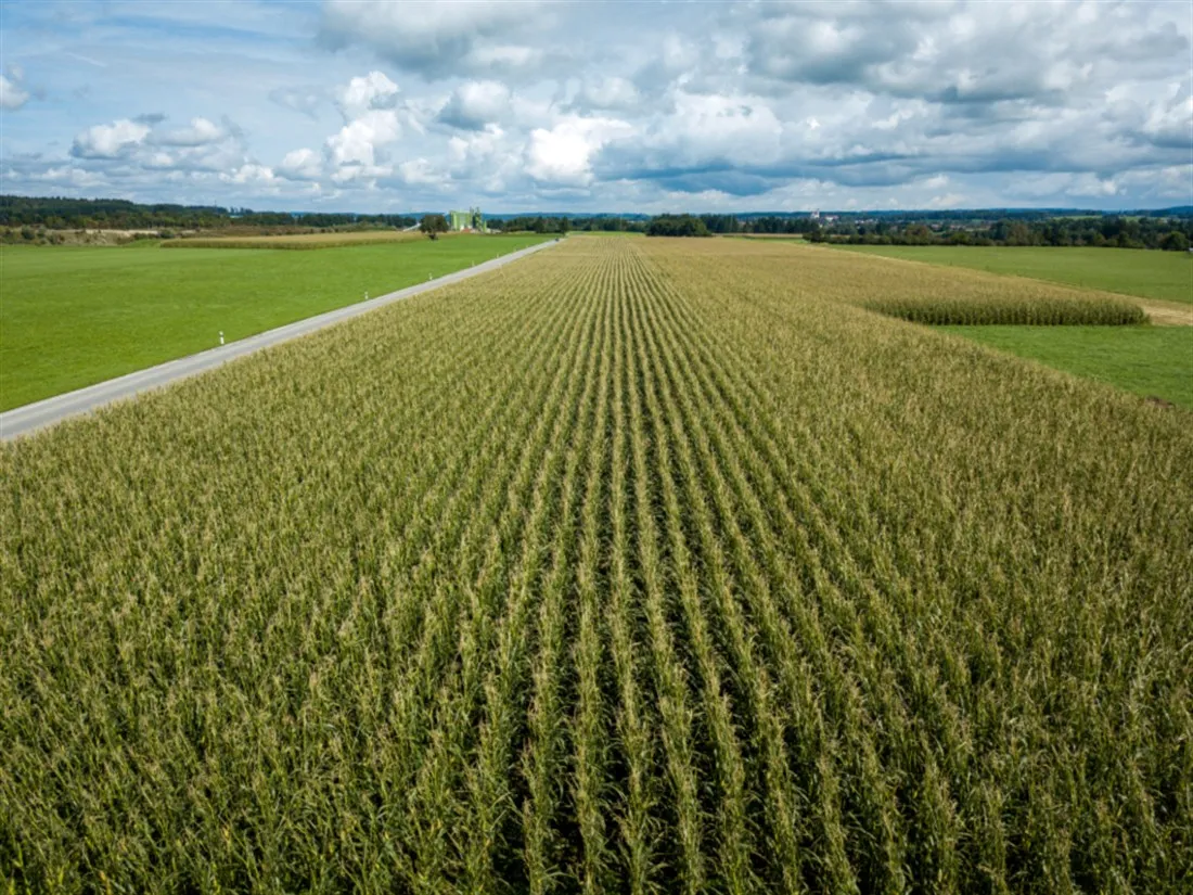 Maize silage