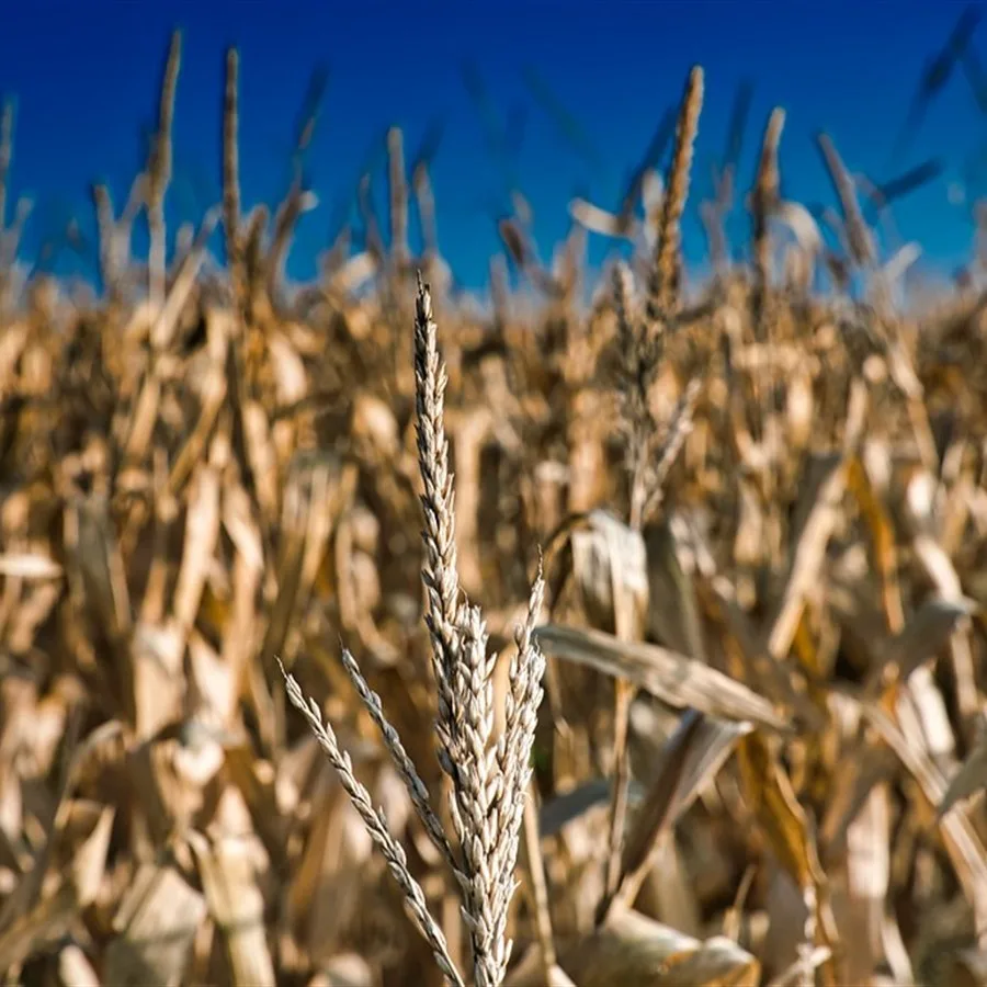 Straw and corn stalk